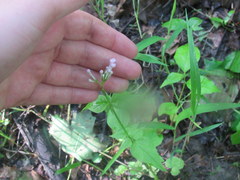 Valeriana pauciflora