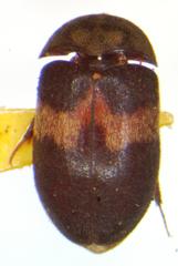 Attagenus fasciatus