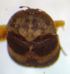 Attagenus fasciatus