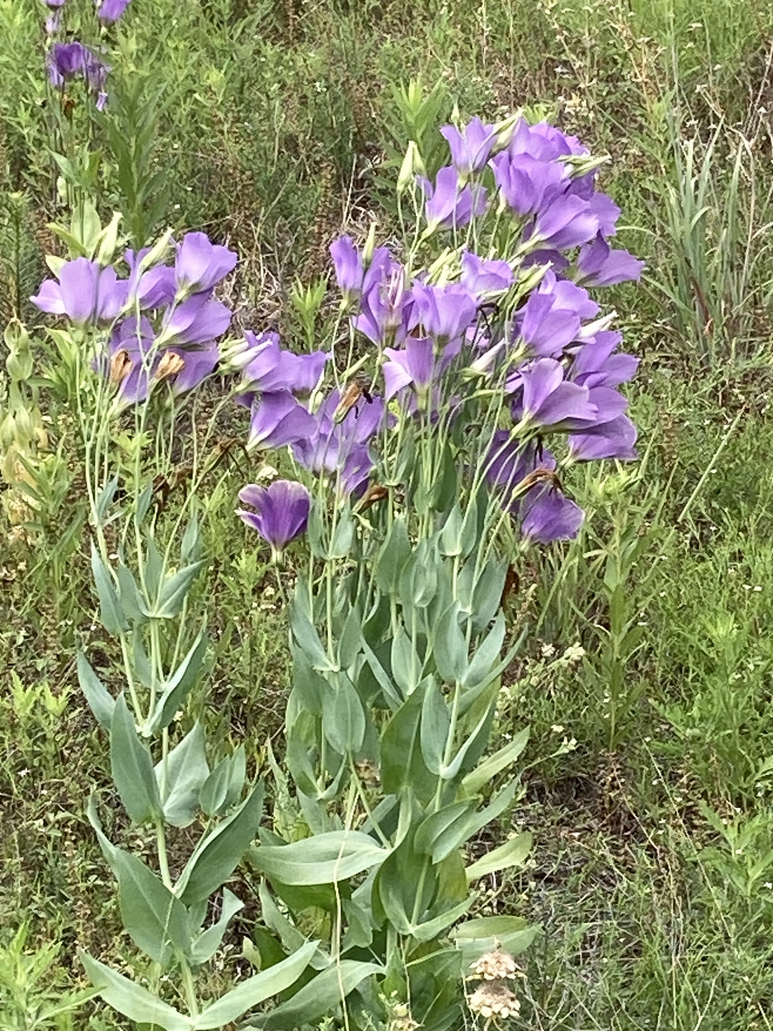 Imagem de Lisianthus
