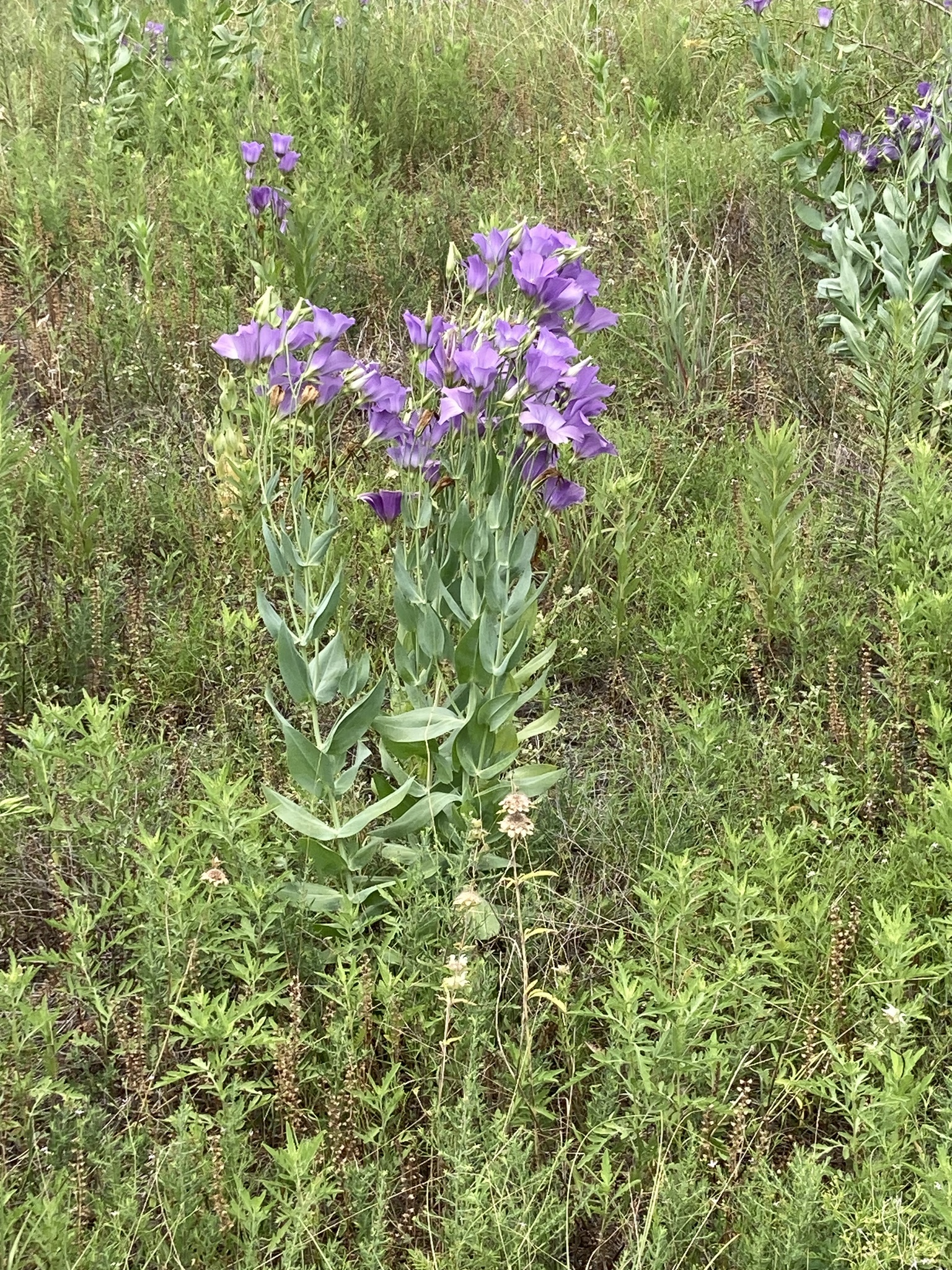 Imagem de Lisianthus