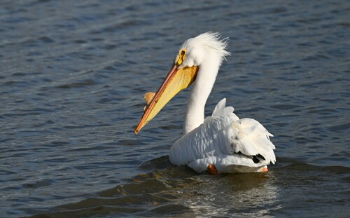 American White Pelican photographed in Missouri