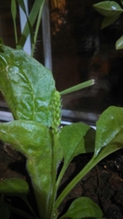 Angiospermae