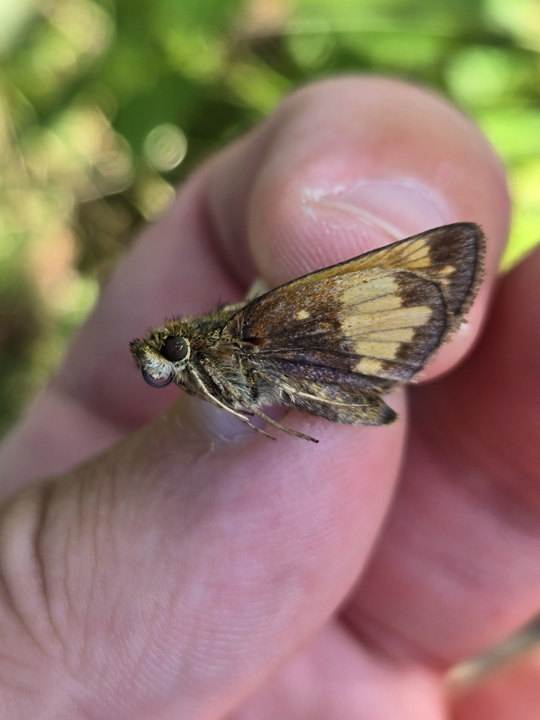 Hobomok Skipper from Erie, PA 16507, USA on June 12, 2024 at 10:51 AM ...