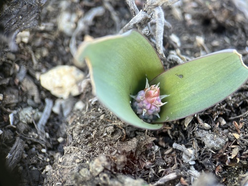 Image of Lachenalia viridiflora by (c) Charleen Brunke, some rights reserved (CC BY)