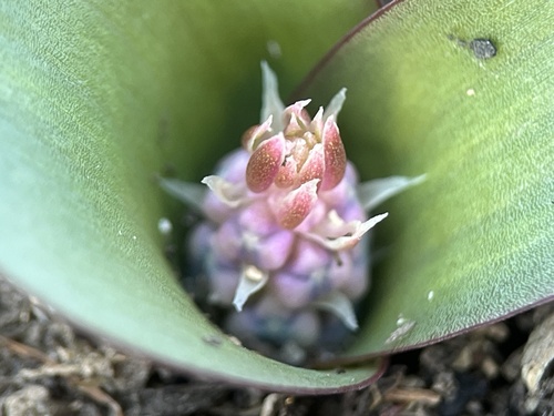 Image of Lachenalia viridiflora by (c) Charleen Brunke, some rights reserved (CC BY)