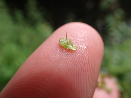 Image of Lemna minuta by (c) Matteo Marcandella, some rights reserved (CC BY)