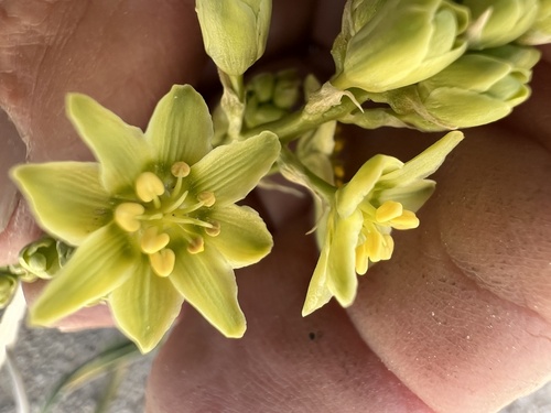 Image of Toxicoscordion brevibracteatum by (c) Steve Matson, some rights reserved (CC BY)