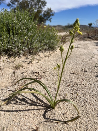 Desert Deathcamas (Toxicoscordion brevibracteatum)