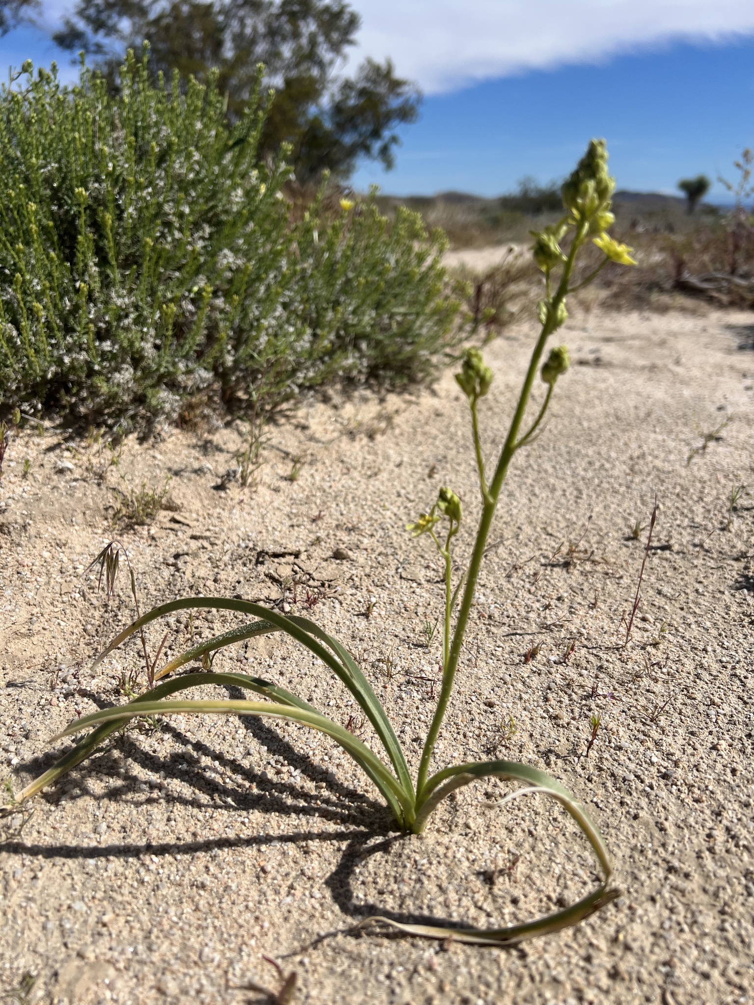 Desert Deathcamas (Toxicoscordion brevibracteatum)