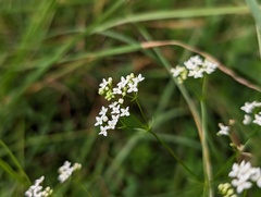 (c) arthur_haendler, some rights reserved (CC BY) Galium pumilum, photograph (c) arthur_haendler, some rights reserved (CC BY)