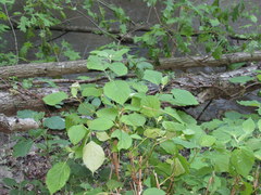 Hydrangea cinerea