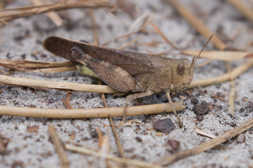 Southern Yellowwinged Grasshopper photo 3
