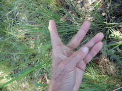 Eragrostis intermedia