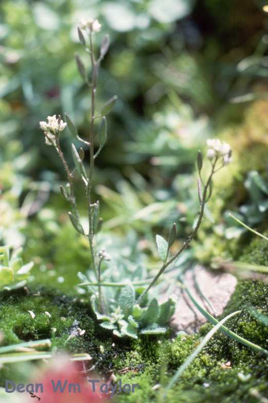 Draba praealta