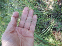 Eragrostis intermedia