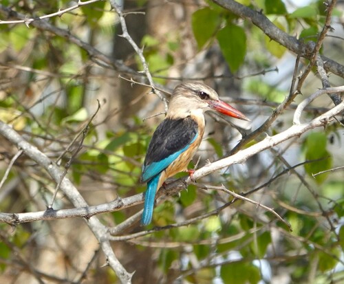 Brown-hooded Kingfisher