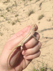 Sceloporus arenicolus