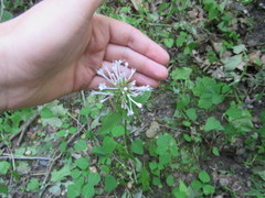 Valeriana pauciflora