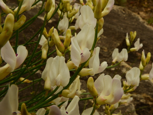 Grand Junction milkvetch (Astragalus linifolius)