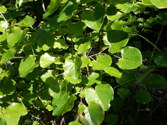 Cercis canadensis texensis