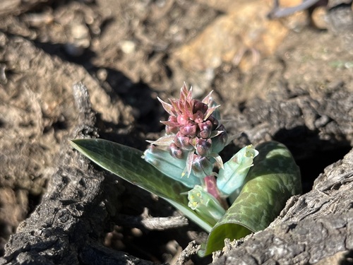 Azure Viooltjie (Lachenalia viridiflora)