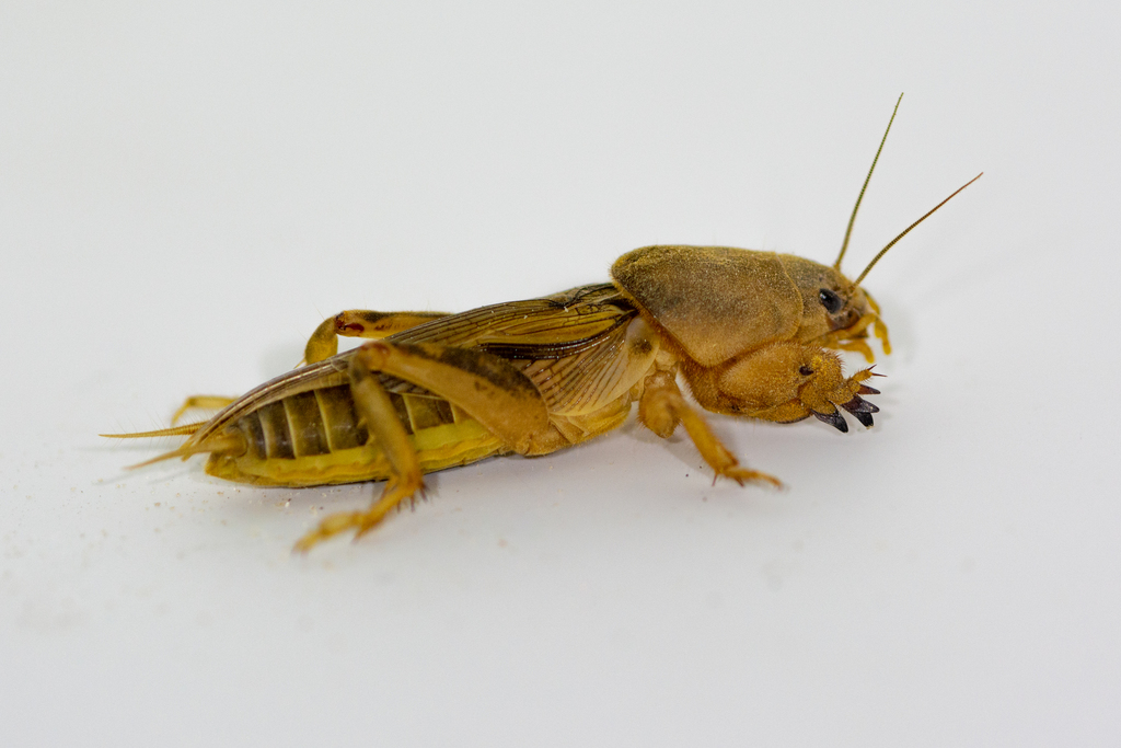 Tawny Mole Cricket