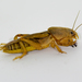 Tawny Mole Cricket - Photo (c) Nils Tack, some rights reserved (CC BY-NC), uploaded by Nils Tack