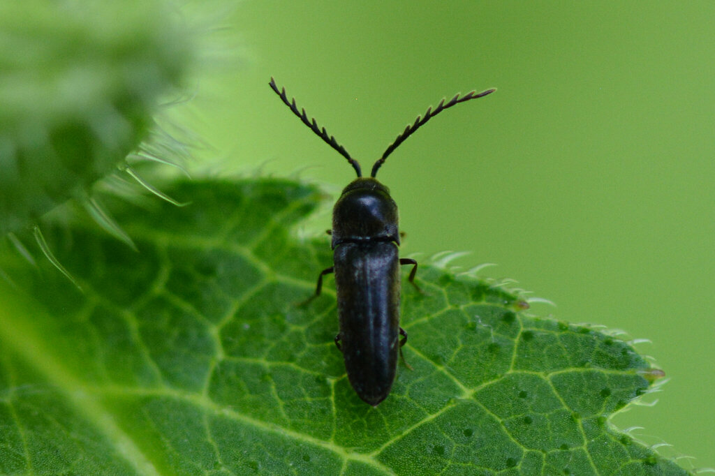 Microrhagus emyi