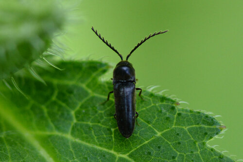 Microrhagus emyi