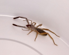 Ammotrechidae