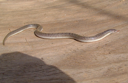 Ficimia streckeri