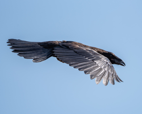 Cuervo grande (Corvus corax)