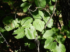 Cercis canadensis canadensis