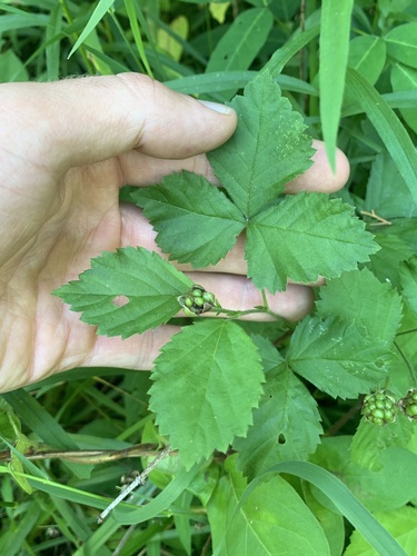 Rubus flagellaris, photograph 6