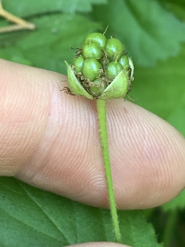 Dewberry