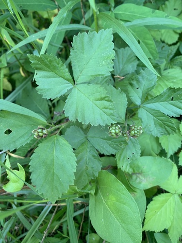 Rubus flagellaris, photograph 4