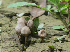 Psathyrella prona