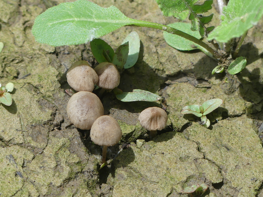 Psathyrella sect. Atomatae