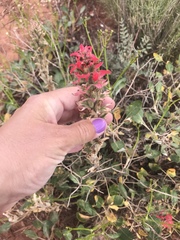 Castilleja chromosa