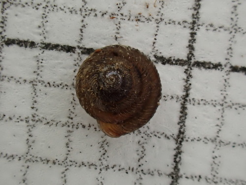 Strobilops aenea, 2024-06-06