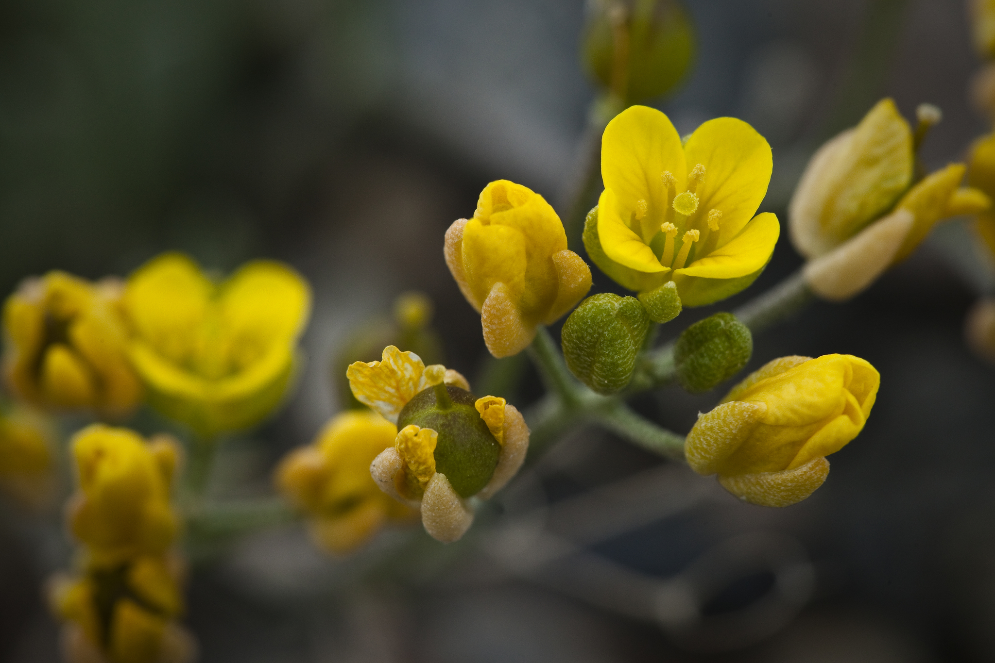 Draba stenoloba