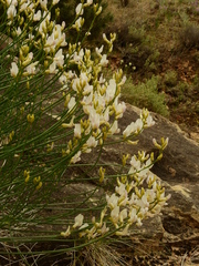 Astragalus linifolius