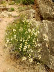 Astragalus linifolius