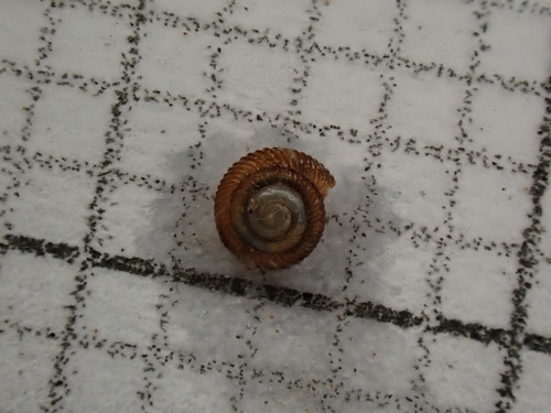 Strobilops aenea, 2024-06-06