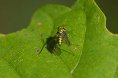 Condylostylus comatus