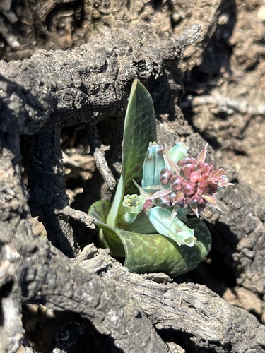 Image of Lachenalia viridiflora by (c) Charleen Brunke, some rights reserved (CC BY)
