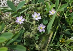 Spergularia macrotheca macrotheca