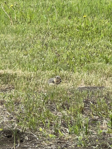 Thirteen-lined Ground Squirrel