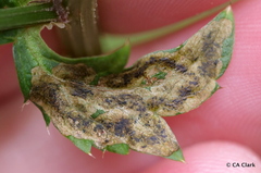 Phytomyza saniculae